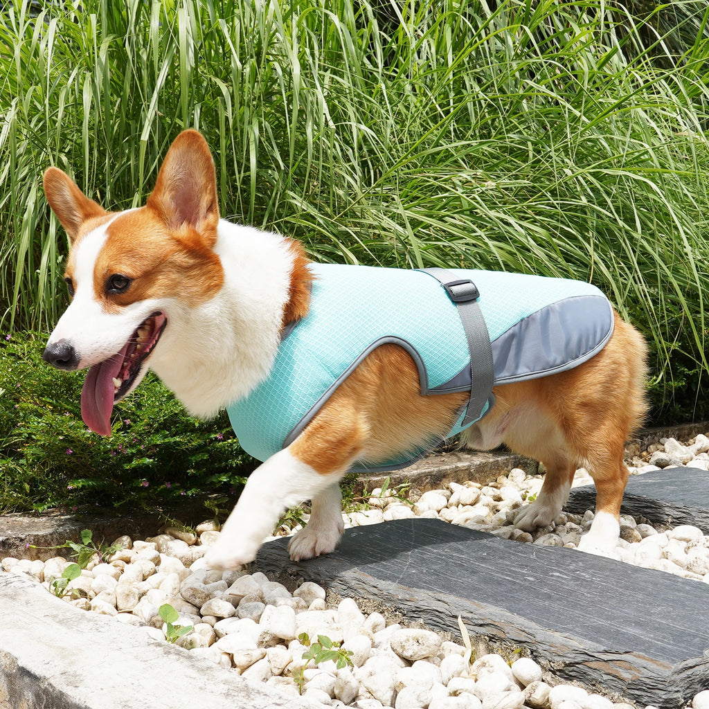 ☀️ Gilet Rafraîchissant Premium – Protégez votre Chien de la Canicule ! 🐾